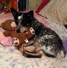 Average pet friendly apartment costs. Pet Friendly Apartments Steve Brown Apartments