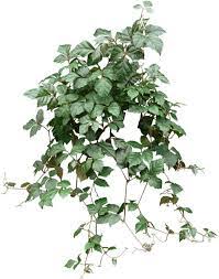 Pin On How To Houseplants Et Al