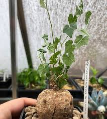 Image result for Momordica boivinii