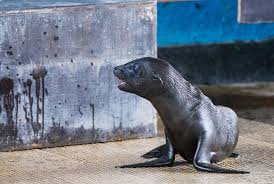1600 sea lion feeding was awesome! Sea Lion Pups Double The Excitement At Uk Zoo Zooborns