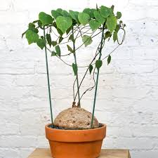 Image result for Stephania