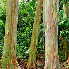 Rainbow Eucalyptus Tree A Stunning