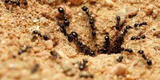 This method works to prevent ants from crawling off and starting new colonies. How To Treat Ant Bites Naturally Get Rid Of Ant Beds