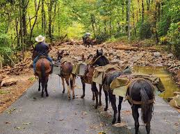 Mountain Mule Packer Ranch supplies Hurricane Helene victims