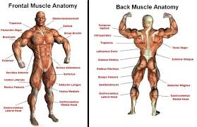 Male Muscle Chart Male Muscle Chart Body Building Muscle