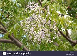Chinaberry Tree Melia Azedarach In Bloom Slopes Of Rano Kau Volcano Easter Island Chile Stock Photo Easter Island Bloom Island