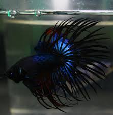 Betta Fish Fancy Crow Tail Halfmoon Hm Male 2 Betta Fish Bettafish Betta Fish Betta Fish