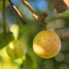 Image result for Ekebergia capensis