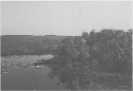 Image result for Tristachya lualabaensis