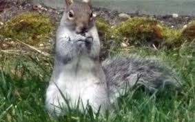 I keep hearing that irish spring soap will drive off every imaginable critter, from mice to snakes. Repelling Deer Using Irish Spring Soap A Test Hometalk