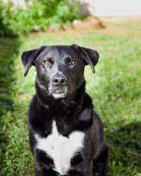 Maybe you would like to learn more about one of these? Everything You Need To Know About The Border Collie Lab Mix K9 Web