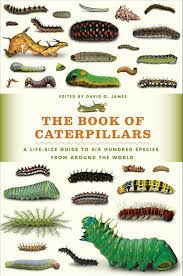 The Book Of Caterpillars A Life Size Guide To Six Hundred Species From Around The World Flip Ebook Pages 451 500 Anyflip Anyflip