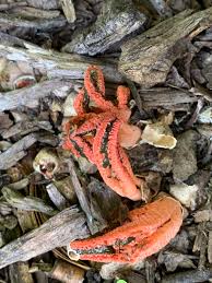 Image result for Pseudopod Ospermum