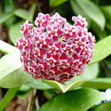 Image result for hoya plant flower