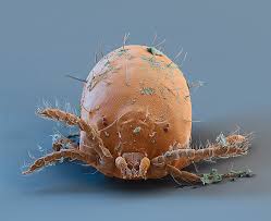 Image result for Trombicula autumnalis