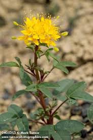 Maybe you would like to learn more about one of these? Cleome Platycarpa Golden Bee Plant Wildflowers Of The Pacific Northwest Plants Bees Plants Wild Flowers