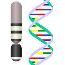 The Y Chromosome Ancestry Genetics And The Making Of A Man Owlcation