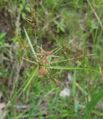 Image result for Brachycorythis lastii