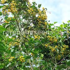 Image result for Cordia sp.A.