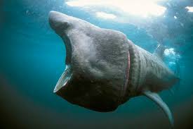 Ce poisson est si gros, que rien que le décoller du fond est une véritable mission. Le 2eme Plus Gros Poisson Du Monde Le Requin Pelerin The 2nd Largest Fish In The World The Basking Shark Protection Requins