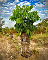 Image result for Khaya anthotheca