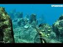 Aquarium spearfishing game online - Games online at Gamesonline