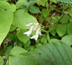 Image result for Amphicarpaea africana