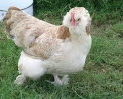 Now they are very popular faverolles chicken is a beautiful breed that originates in france. Faverolles Salmon Backyard Chickens Learn How To Raise Chickens