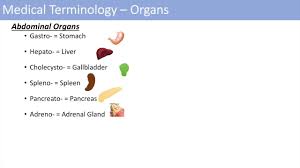 Medical Terminology The Basics Lesson 1 Youtube
