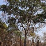 Image result for Marquesia macroura