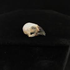 Finch Bird Skull Real Bone Available For Purchase At Natur