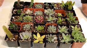 Aquí encontraras las mejores ofertas de cactus 2021 !!! Suculentas En Donde Se Pueden Comprar Youtube