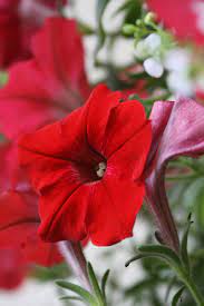 Pin By Stephanie Gunderson On Photography Some Of My Favorite Photos I Have Taken Petunia Flower Petunia Plant Flowering Trees