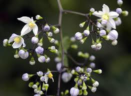 Image result for Solanum seaforthianum