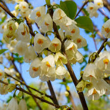 Image result for Halesia