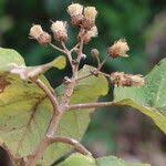 Image result for Vernonia colorata