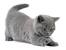 Cream British Shorthair Cat