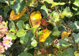 Crepe myrtle flowers turning brown. Basic Crape Myrtle Care Crape Myrtle Trails Of Mckinney Texas