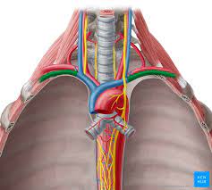 Subclavian Vein Anatomy And Tributaries Kenhub