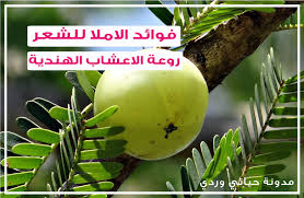 حياتي وردي عشبة املا الهندية للشعر المشهورة جدا