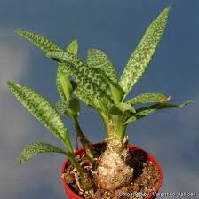 Image result for Ledebouria