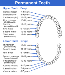 19 Paradigmatic Dental Nomenclature Chart