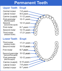 19 paradigmatic dental nomenclature chart