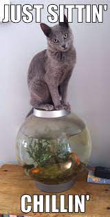 Just Sitting Chilling Cute Russian Blue Kitten Funny Meme Russian Blue Kitten Kittens Funny Russian Blue