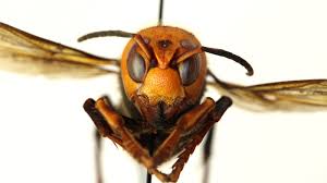 The name may be applied to any species of crabronid which uses cicadas as prey, though in north america it is typically applied to a. Murder Hornets Worried You Ve Spotted One Here Are Look Alikes