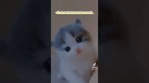 Image shared by ~♡ 사랑해 ♡~. Kucing Lucu Tiktok Youtube