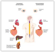 Nervous system diagram central nervous system human anatomy. Chapter 3 Neuron And The Brain Psychology