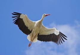 Znalezione obrazy dla zapytania: oznaki wiosny grafika