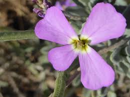 Image result for Blotiella sinuata