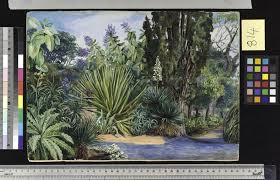 Image result for Sonchus wilmsii